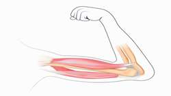 	Metabolic pathways linked to sarcopenia in the Bushehr Elderly Health Program: kynurenine, nicotinamide, B-vitamins, and sulfur amino acids