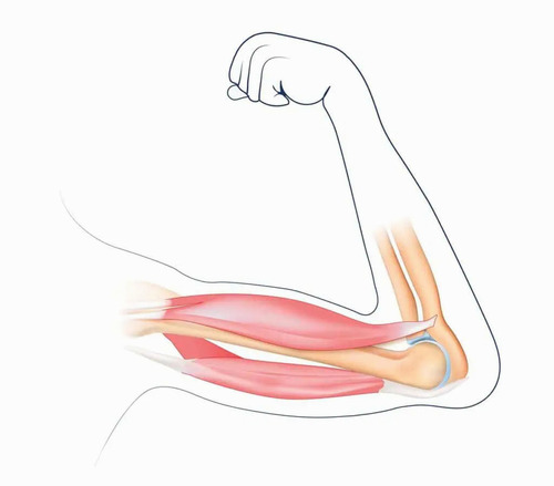 	Metabolic pathways linked to sarcopenia in the Bushehr Elderly Health Program: kynurenine, nicotinamide, B-vitamins, and sulfur amino acids